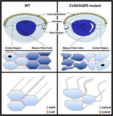 Beyond the Channels: Adhesion Functions of Aquaporin 0 and Connexin 50 in Lens Development